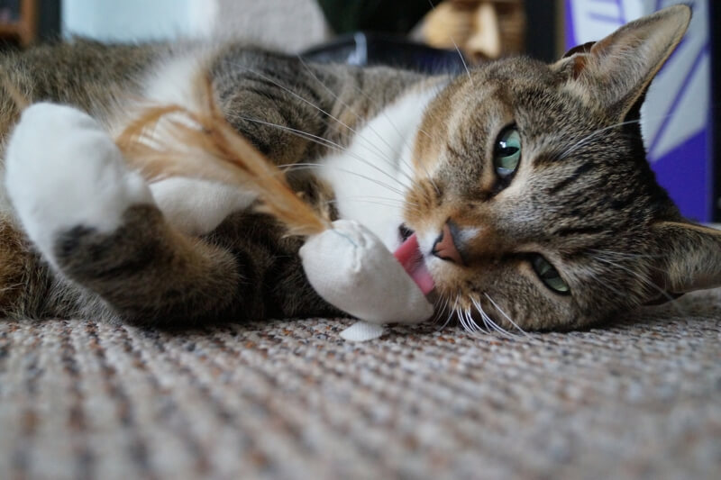 Is Catnip Safe For Cats With Kidney Disease?