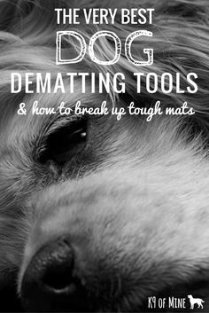 Will Cornstarch Demat A Cat? Will Cornstarch Demat A Cat?