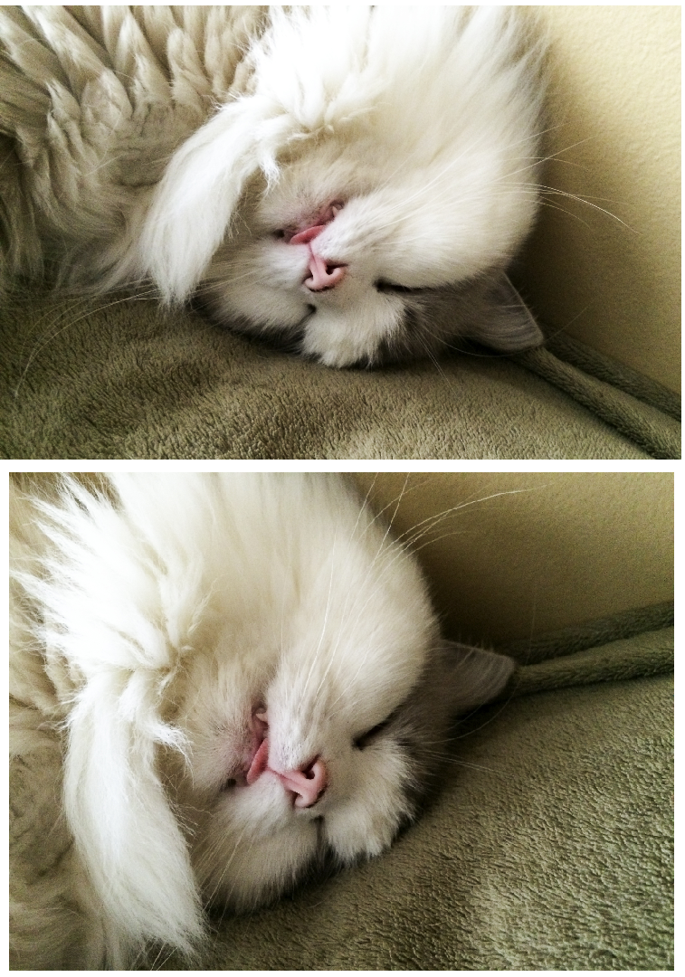 Will Ragdoll Cats Sleep With You? Will Ragdoll Cats Sleep With You?