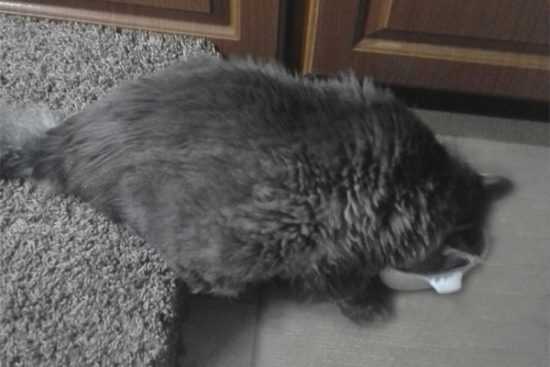 Will Cats Get Sick From Eating Custard? Will Cats Get Sick From Eating Custard?