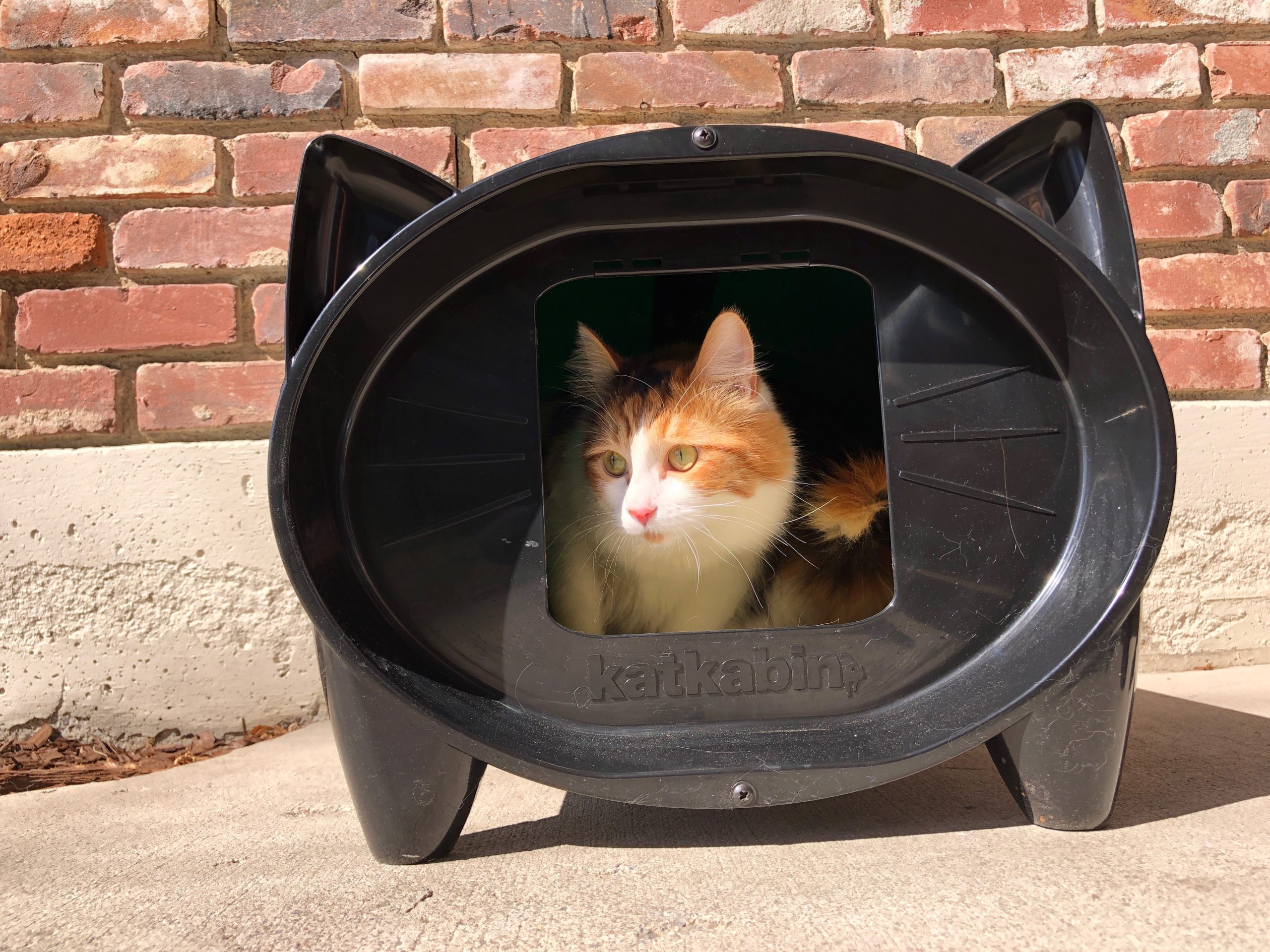Is Nair Safe For Cats? Is Nair Safe For Cats?