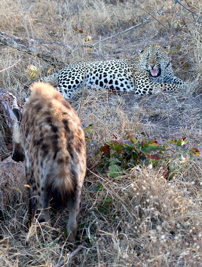 How High Can A Hyena Jump? How High Can A Hyena Jump?