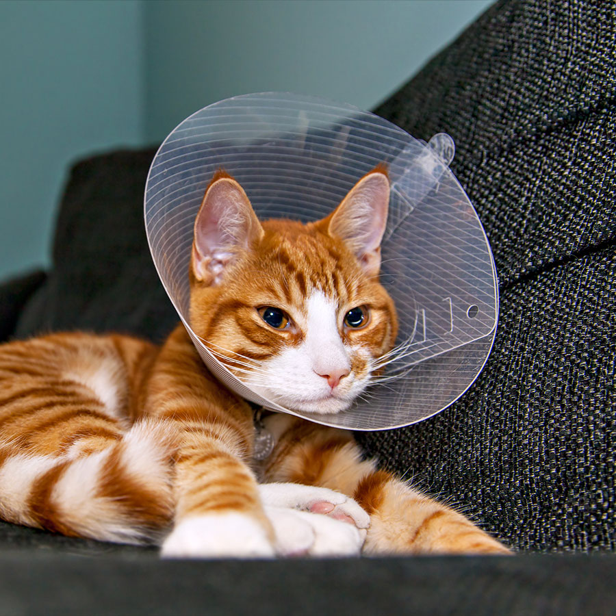 Can A Cat Eat And Drink With A Cone On? Can A Cat Eat And Drink With A Cone On?