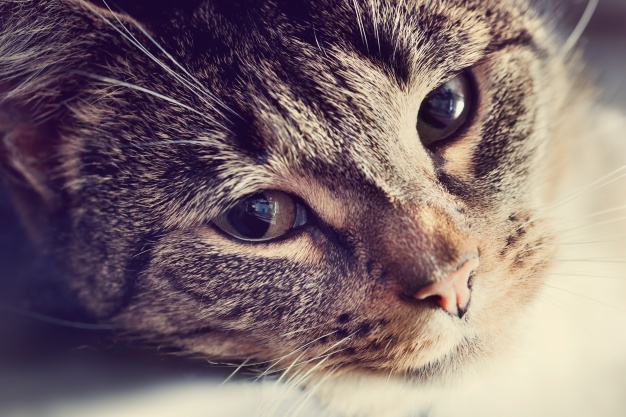 A Safe Way To Wash My Cat?