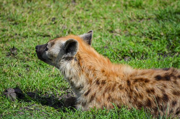 Are All Hyenas Female?