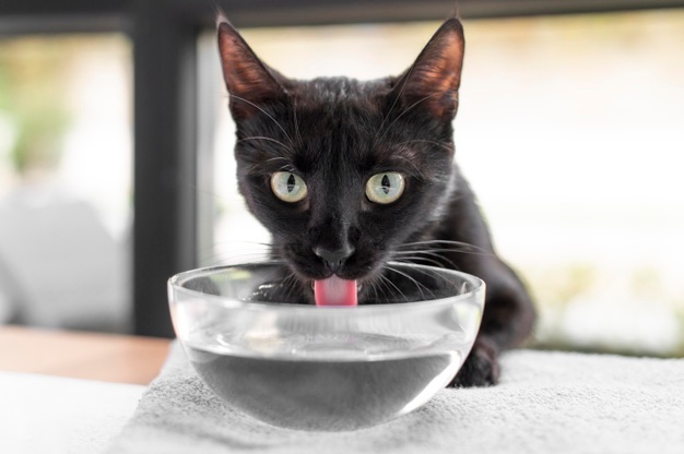 Are Clove And Cinnamon Essential Oils Safe For Cats?