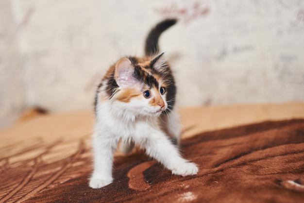 Are Glade Plugins Safe For Cats? Are Glade Plugins Safe For Cats?