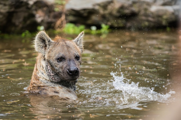 Are Hyenas Canines?