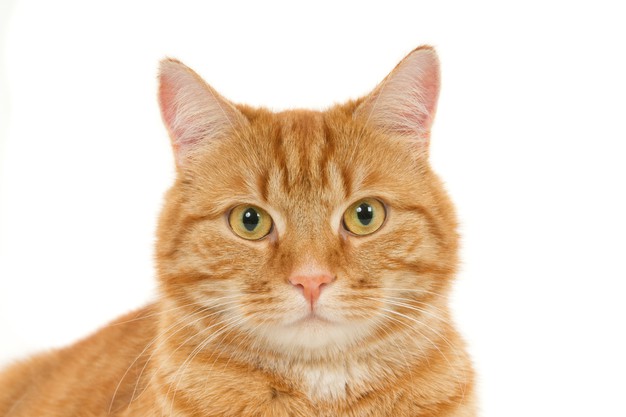 Are Non Toxic Salt Solution Ice Packs Cat Safe?