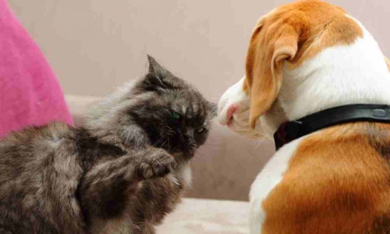 Are Cats Instinctively Afraid Of Dogs?
