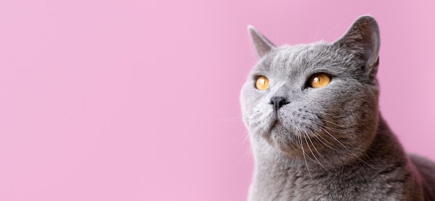 Can Cat Eat Cauliflower?