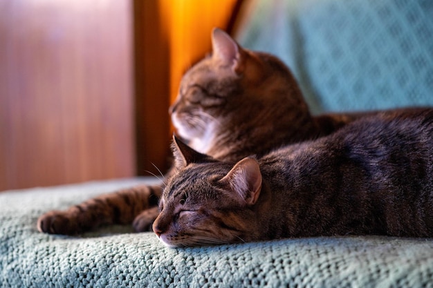 Can Cat Eat Wet Cat Food Of Fish?