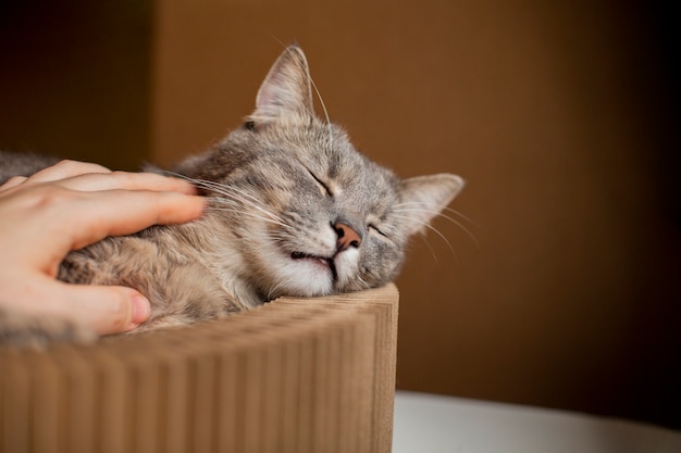 Can Cats Eat Food That Can Cats Eat Food That