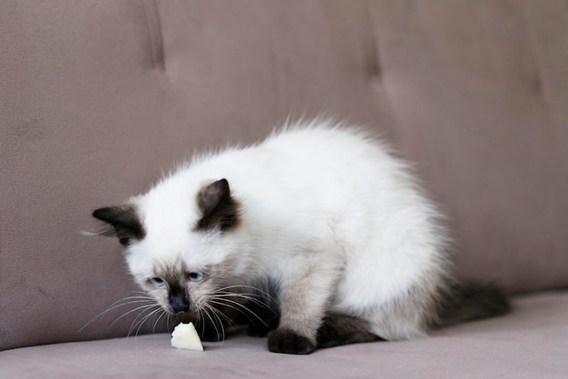 Can Cats Eat Fruity Pebbles? Can Cats Eat Fruity Pebbles?