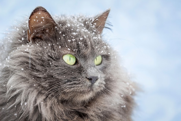 Can Cats Eat Green Beans?