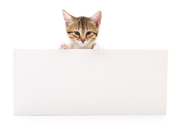 Can Cats Eat Greenies For Dogs?