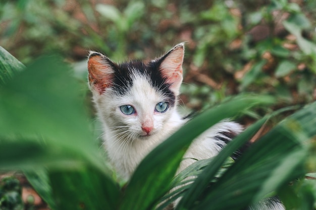 Can Cats Eat Hard Food Without Teeth?