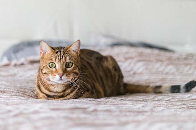 Can Cats Eat Hemp Seeds?