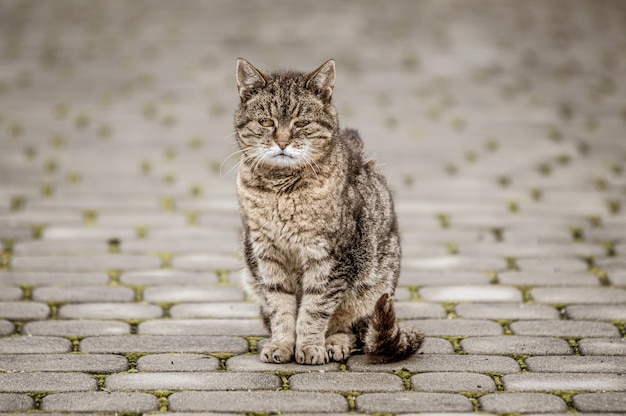 Can Cats Eat June Bugs?