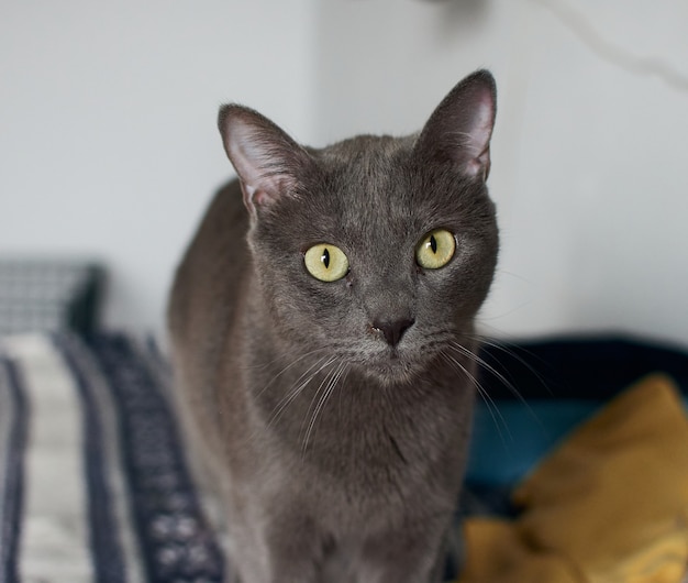 Can Cats Eat Kohlrabi? Can Cats Eat Kohlrabi?
