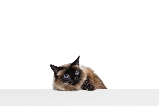 Can Cats Eat Olive Oil Aspca? Can Cats Eat Olive Oil Aspca?