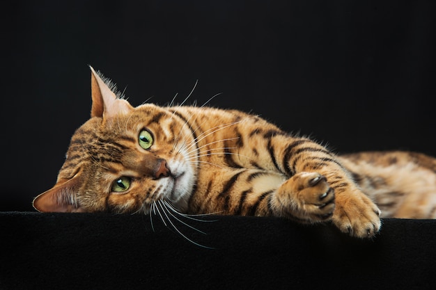 Can Cats Eat Prosense Calming Solutions?