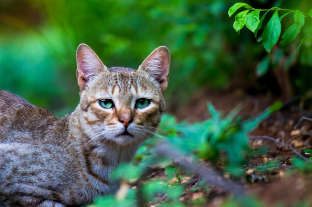Can Cats Eat Pumpkin Guts?