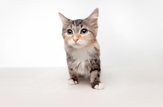 Can Cats Eat Ranch Tuna?