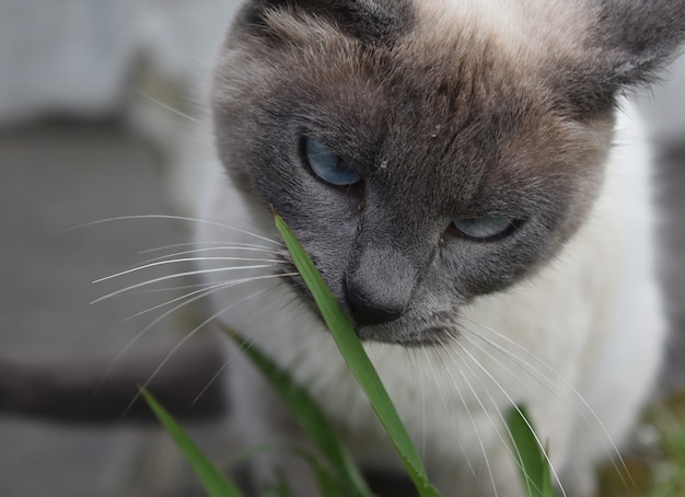 Can Cats Eat Rats?