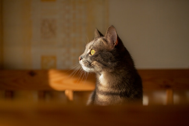 Can Cats Eat Raw Peas?