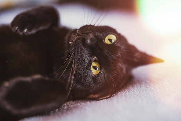 Can Cats Eat Scallop? Can Cats Eat Scallop?
