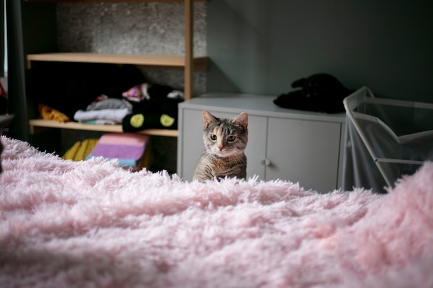 Can Cats Eat Thibgs With Traces Of Onion?