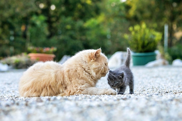 Can Cats Eat Tuna With Oil?