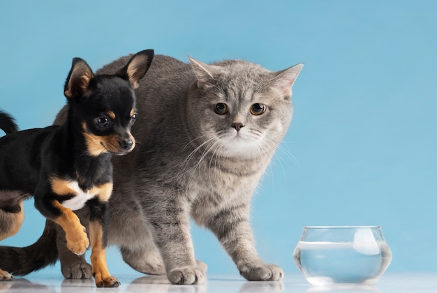 Can Dogs Have Seizures From Eating Cat Poop?