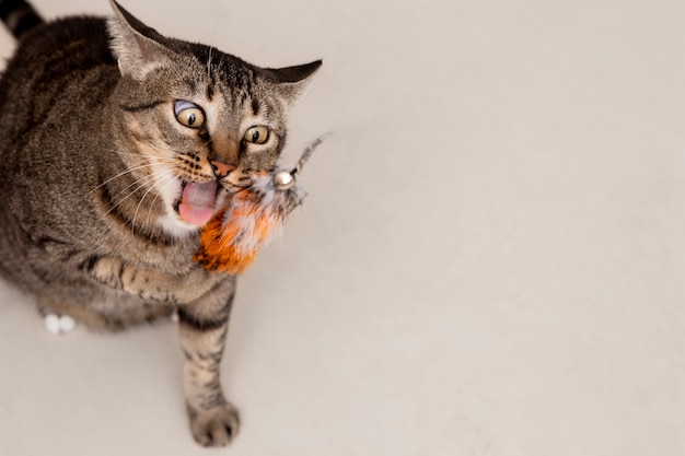 Can Foxes Eat House Cats?