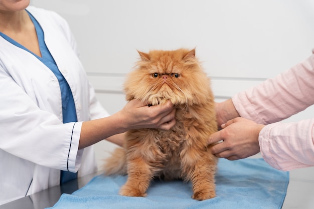 Can Kittens Eat Purina Dm Cat Food?