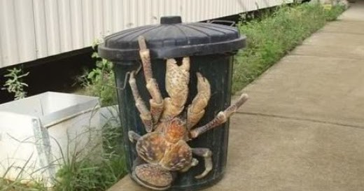 Can Animals Get Crabs?