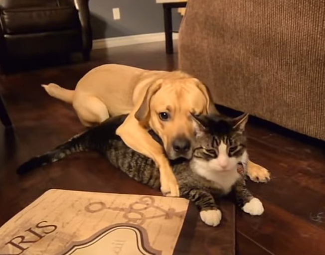 Can Cats And Dogs Be Boarded Together?