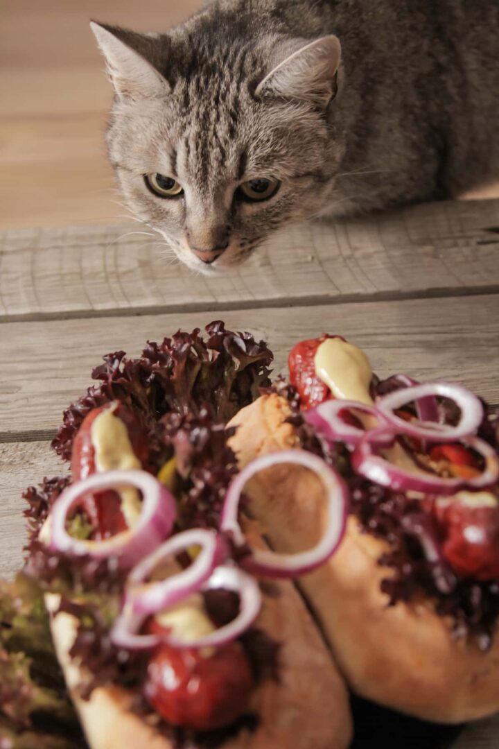 Can Cats Eat Beef Hot Dogs