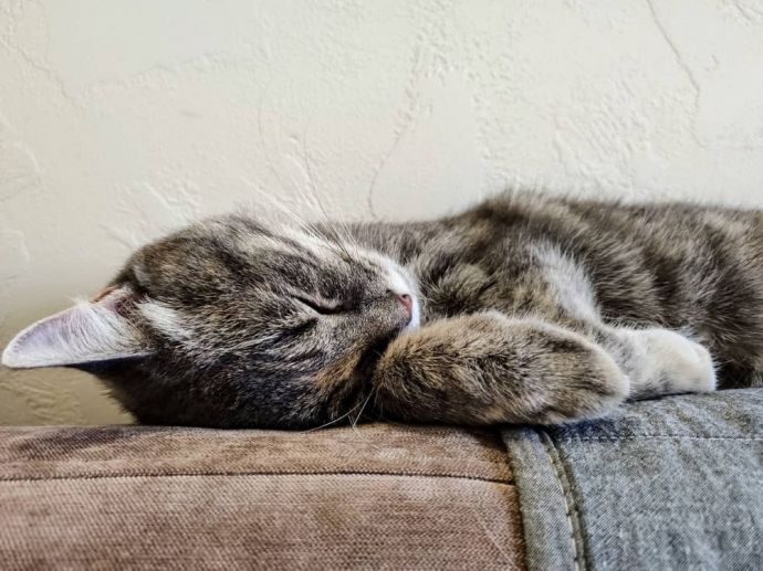 Can Cats Scent Cancer?
