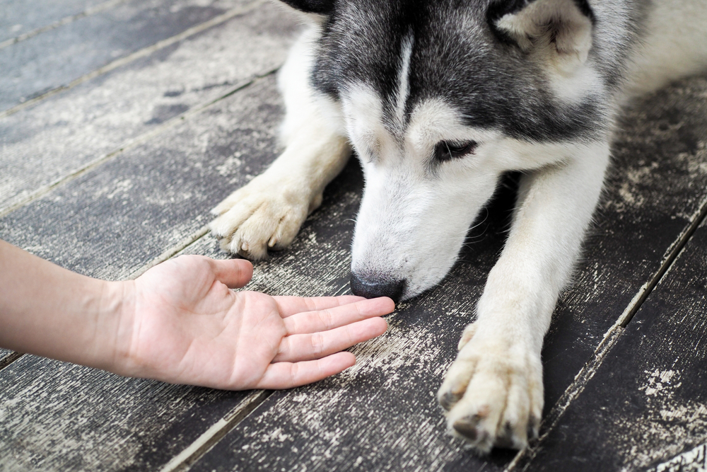 Can Cats Sense Illness In Dogs?
