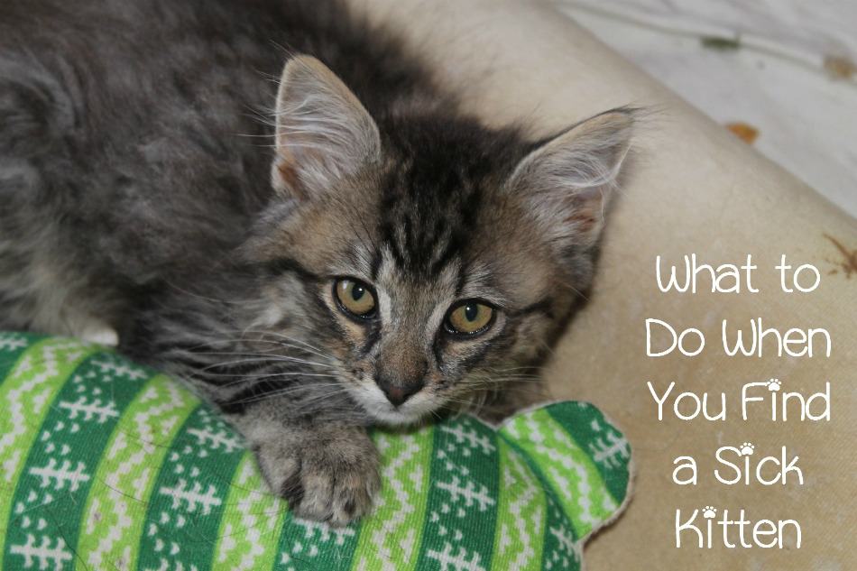 Can Living With Too Many Cats Make You Sick?