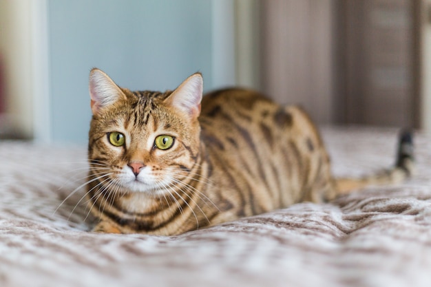 Do Cats Eat More When It Gets Cold?