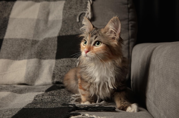 Do Cats Eat Sugar?
