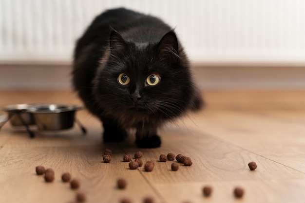 Do Cats Eat Wet And Dry Food?
