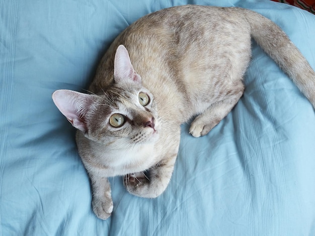 Do Female Mother Cats Eat Their Young?