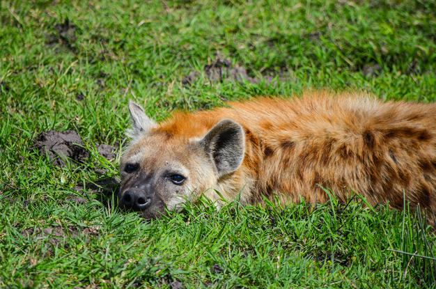 Do Hyenas Come From Wolves?