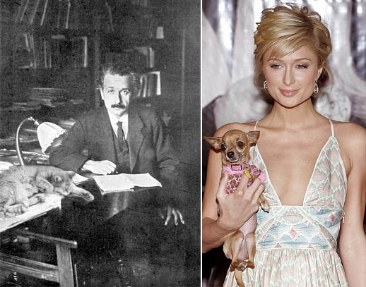Do Cat Owners Have A Higher Iq Than Dog Owners?