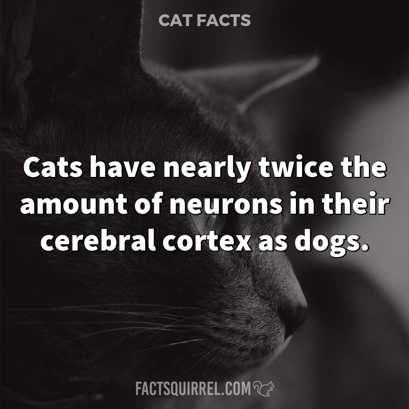 Do Cats Have More Neurons Than Humans?