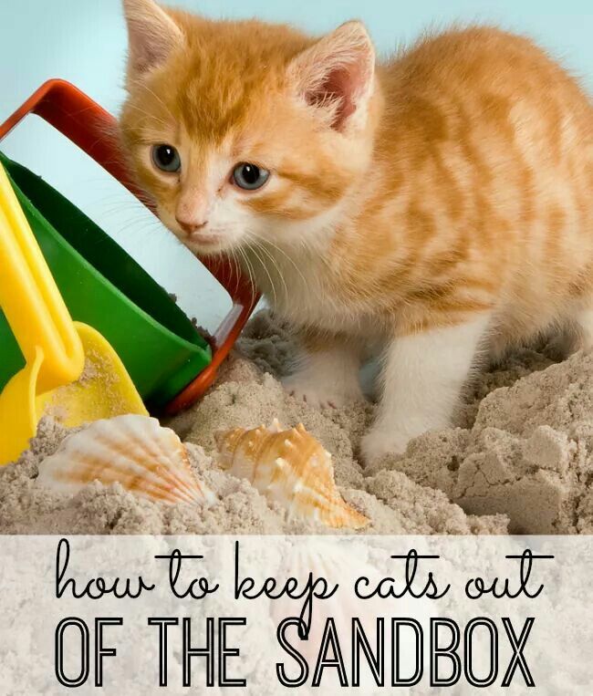 Does Cinnamon Keep Cats Out Of Sandboxes?